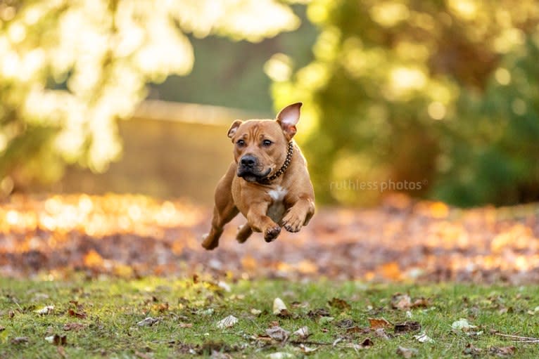 Ginger Ninja, a Staffordshire Bull Terrier and Boxer mix tested with EmbarkVet.com