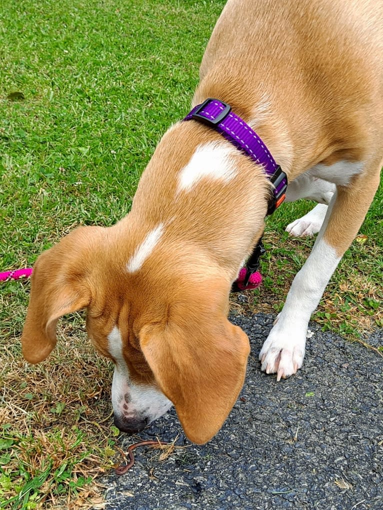 Stella, a Rat Terrier and Mountain Cur mix tested with EmbarkVet.com