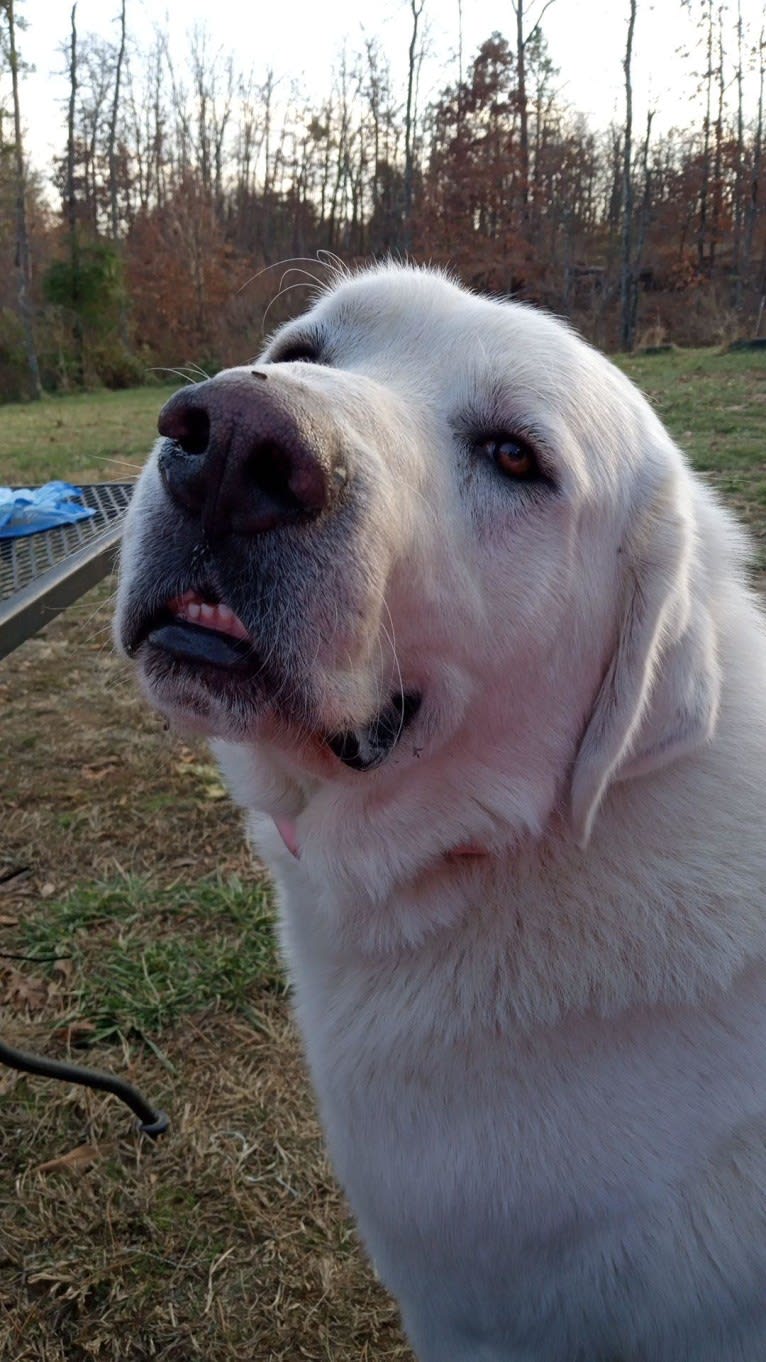 Aladdin, a Great Pyrenees tested with EmbarkVet.com