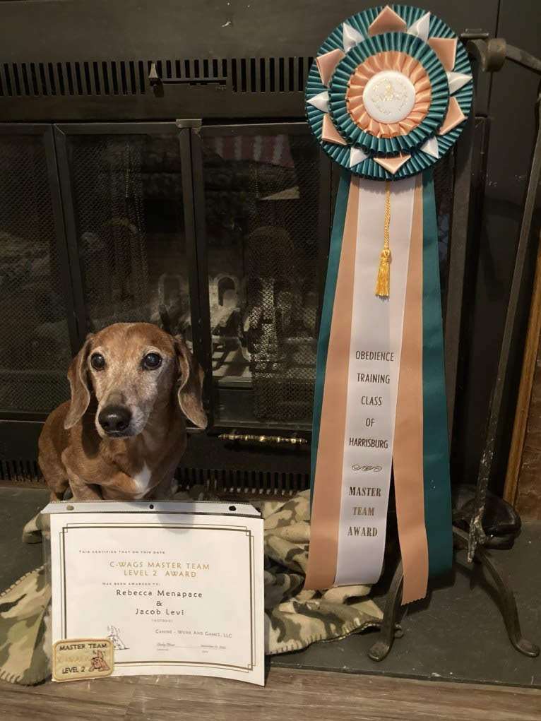 URO3 NI NE Jacob Levi RI SWA SHDNE CGCA TKP RATN RL1X RL2 RLV2X CW-ARA CW-DDA CW-Ob2A, a Dachshund tested with EmbarkVet.com