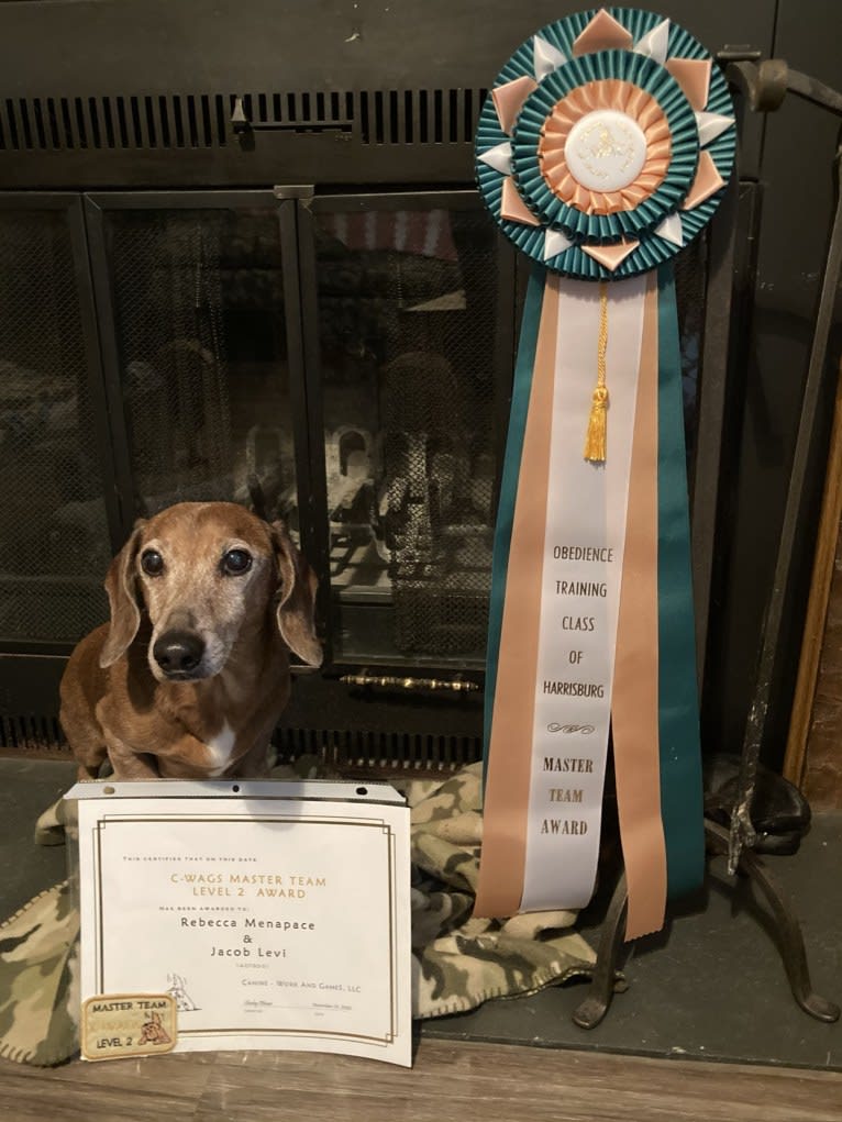 Jacob Levi, a Dachshund tested with EmbarkVet.com