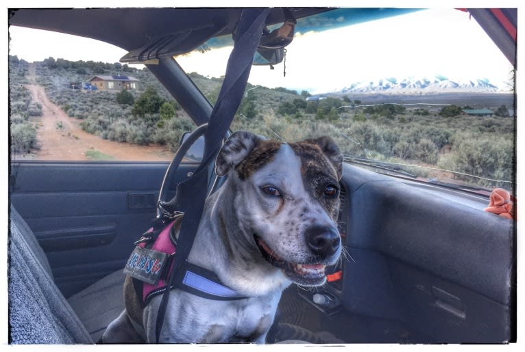 Photo of Tasha, an American Pit Bull Terrier, American Staffordshire Terrier, Rottweiler, and Mixed mix in Roswell, New Mexico, USA