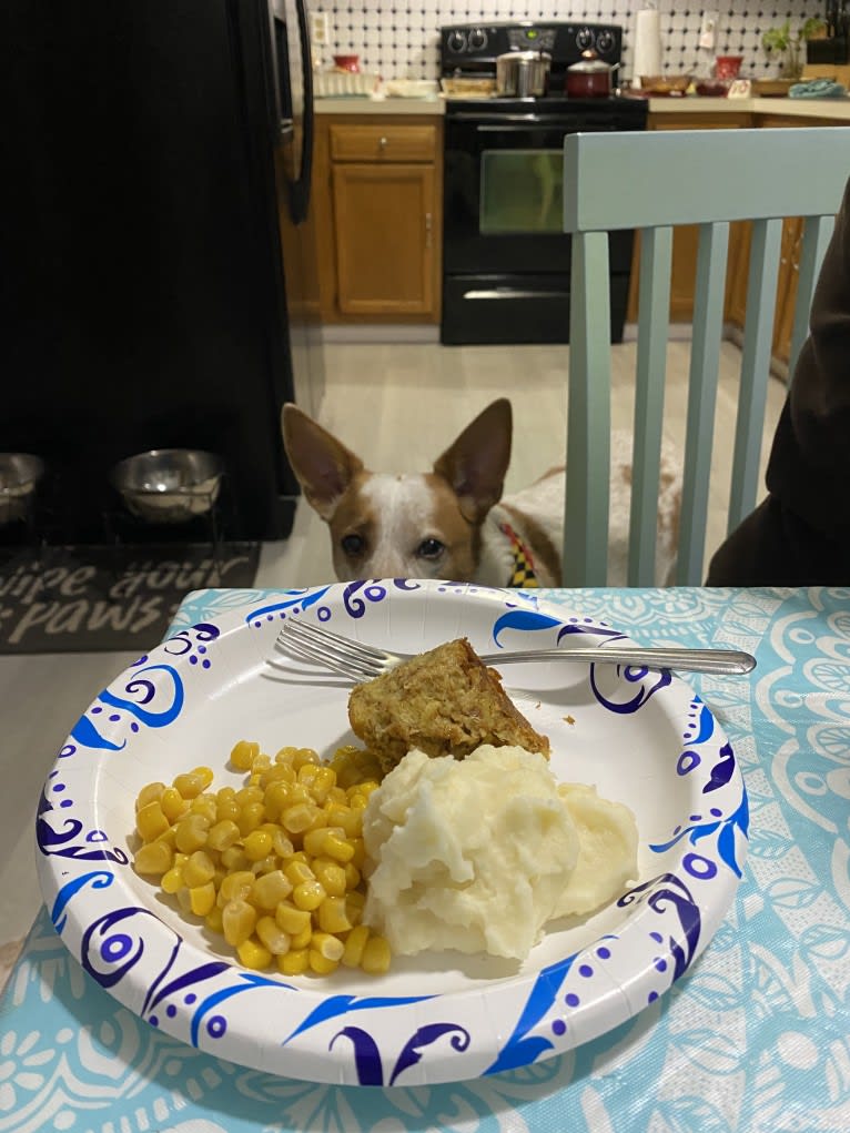 Ginger, an Australian Cattle Dog and German Shepherd Dog mix tested with EmbarkVet.com