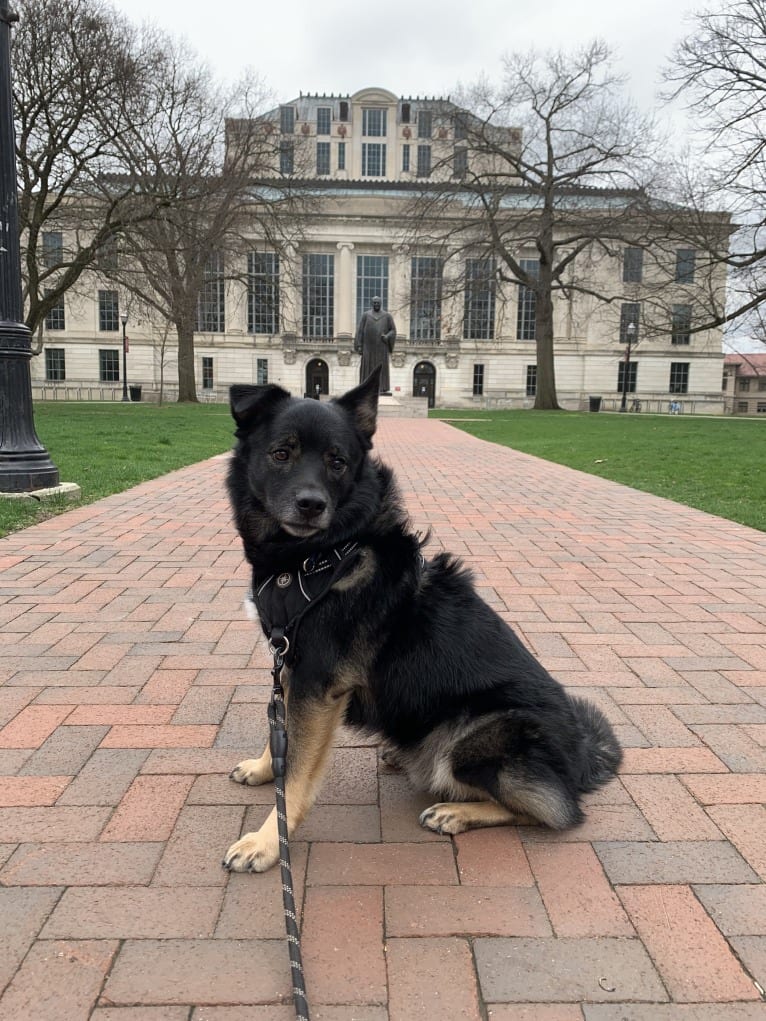 Remy, a Norwegian Elkhound and Australian Shepherd mix tested with EmbarkVet.com