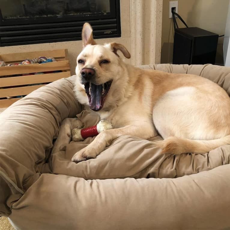 Bergen, a German Shepherd Dog and Neapolitan Mastiff mix tested with EmbarkVet.com