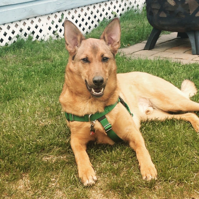 Oakley, a German Shepherd Dog and Chinese Shar-Pei mix tested with EmbarkVet.com