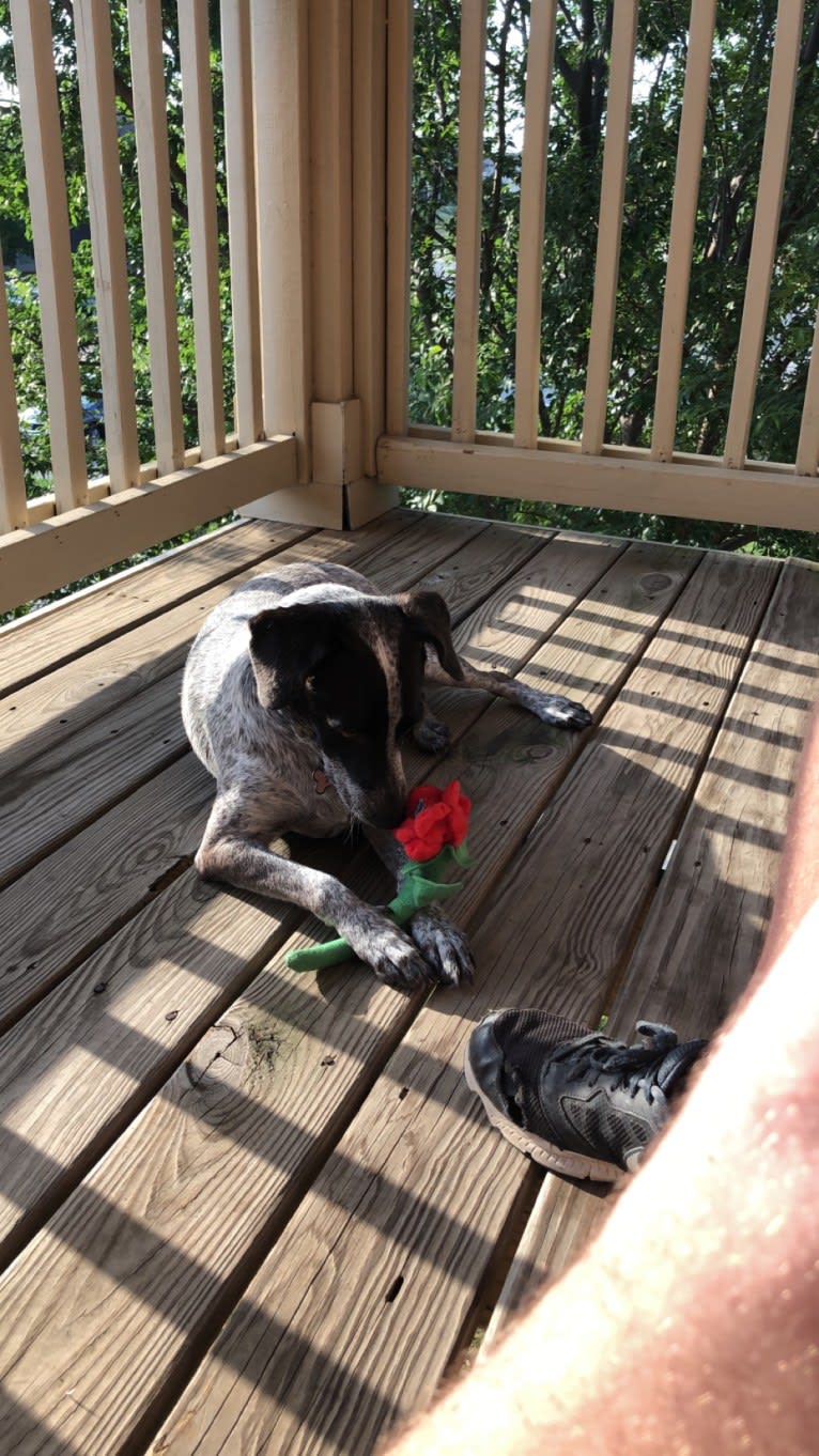 Joone, an Australian Cattle Dog and Chow Chow mix tested with EmbarkVet.com