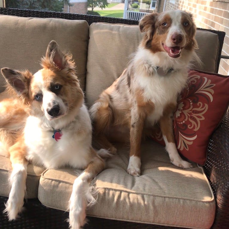 Harrison, an Australian Shepherd and Border Collie mix tested with EmbarkVet.com