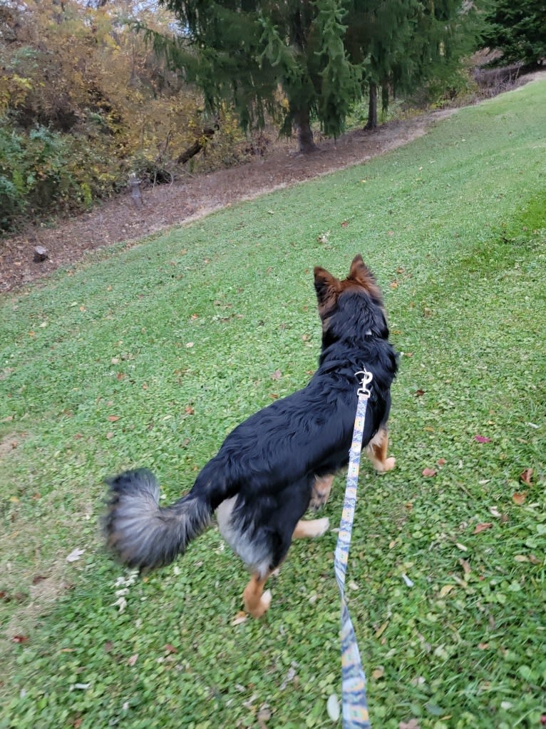 Photo of Charlie, a German Shepherd Dog, Australian Shepherd, and Siberian Husky mix in Greeneville, Tennessee, USA