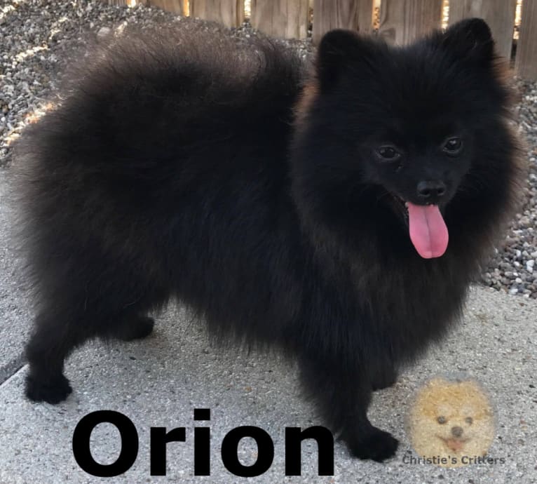 Orion, a Pomeranian tested with EmbarkVet.com
