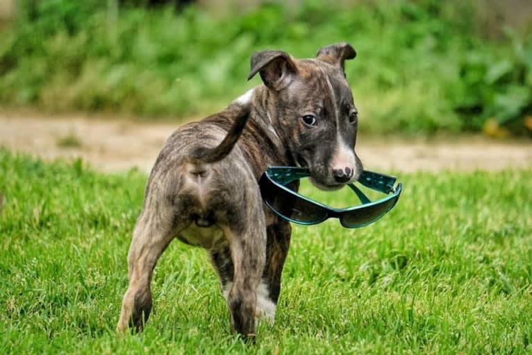 Dippy, a Bull Terrier tested with EmbarkVet.com