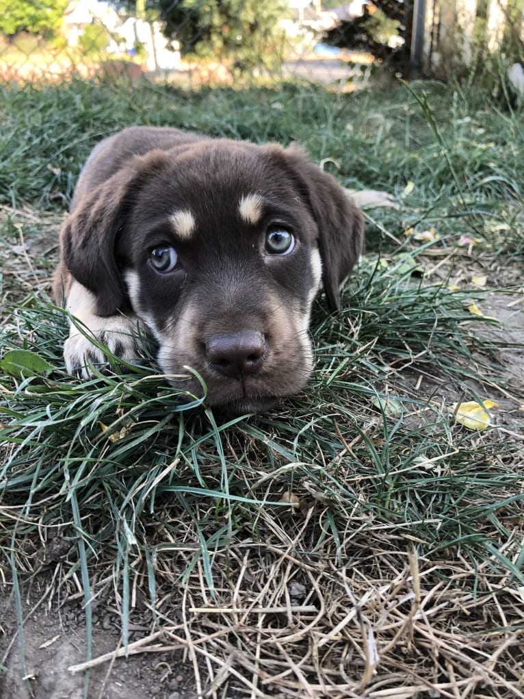 Poppy Poopalicious, a German Shepherd Dog and Labrador Retriever mix tested with EmbarkVet.com