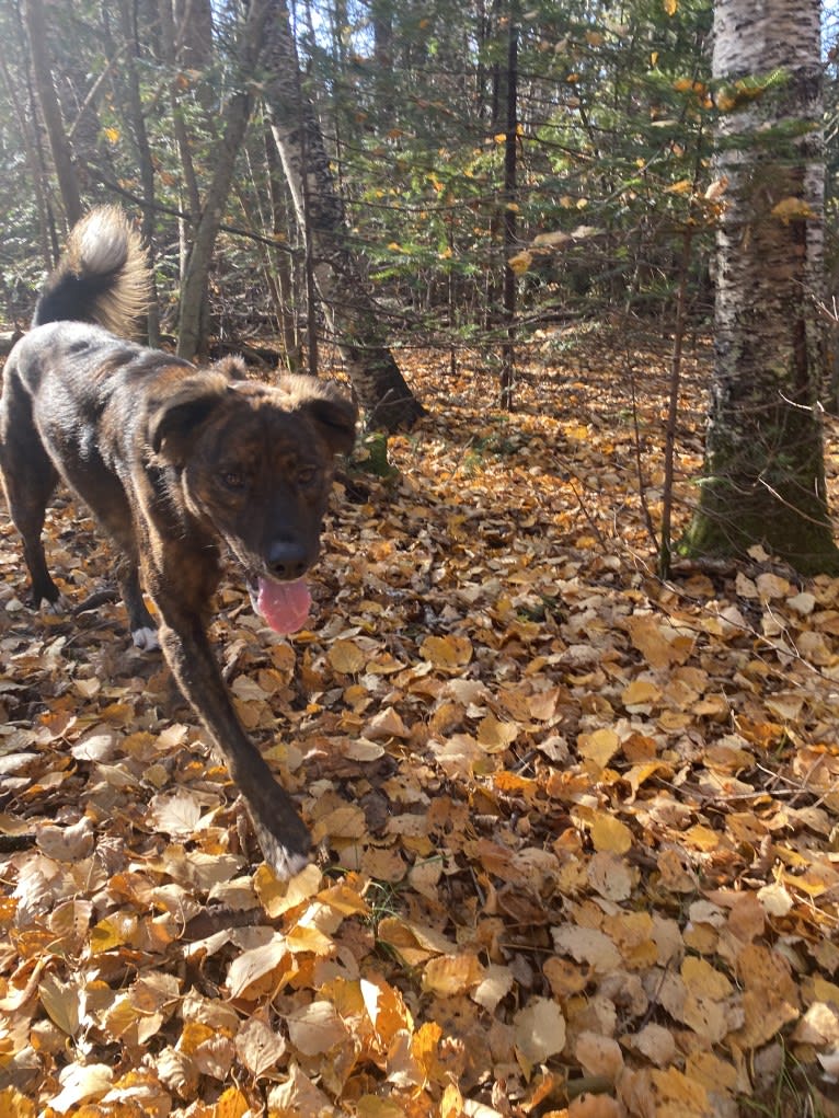 Cori, an American Pit Bull Terrier and Boxer mix tested with EmbarkVet.com