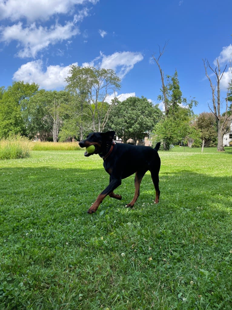 Arlo, a Doberman Pinscher tested with EmbarkVet.com