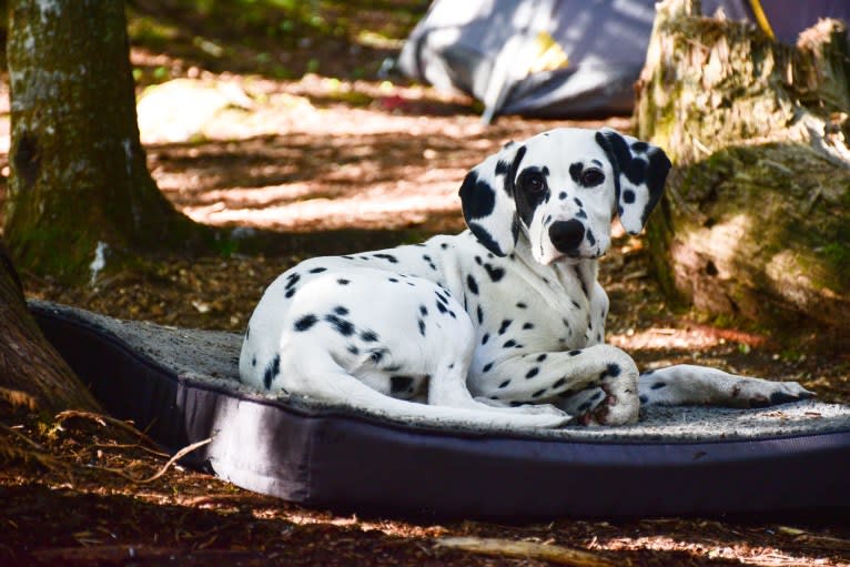 Neema, a Dalmatian tested with EmbarkVet.com