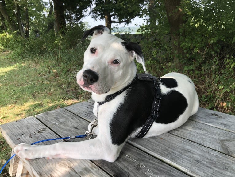 Kai, an American Pit Bull Terrier and American Staffordshire Terrier mix tested with EmbarkVet.com