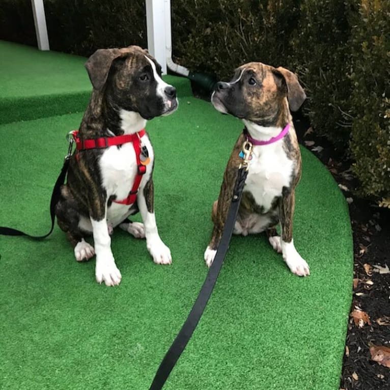 Buddy, a Boxer and Norwegian Elkhound mix tested with EmbarkVet.com