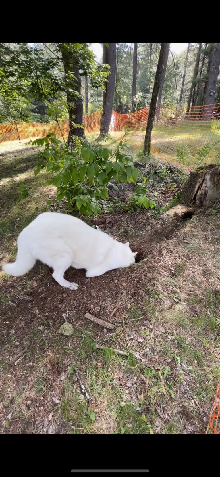 Loki, a Siberian Husky tested with EmbarkVet.com