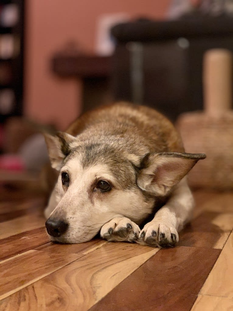 Koda, a Russell-type Terrier and German Shepherd Dog mix tested with EmbarkVet.com