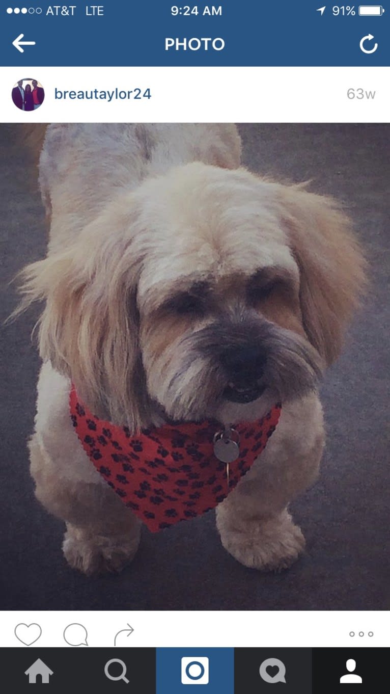 Charles, a Lhasa Apso (9.6% unresolved) tested with EmbarkVet.com