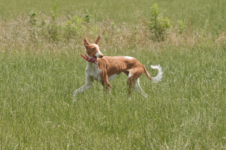 Ponzi, an Ibizan Hound tested with EmbarkVet.com