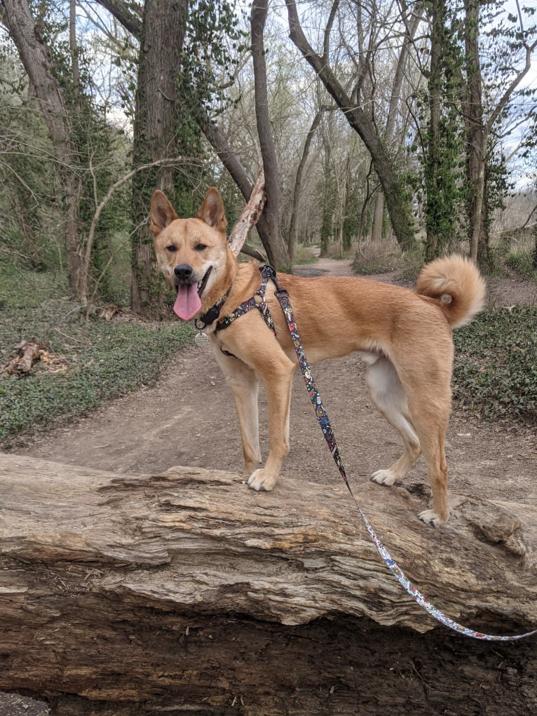 Apollo, a Jindo tested with EmbarkVet.com