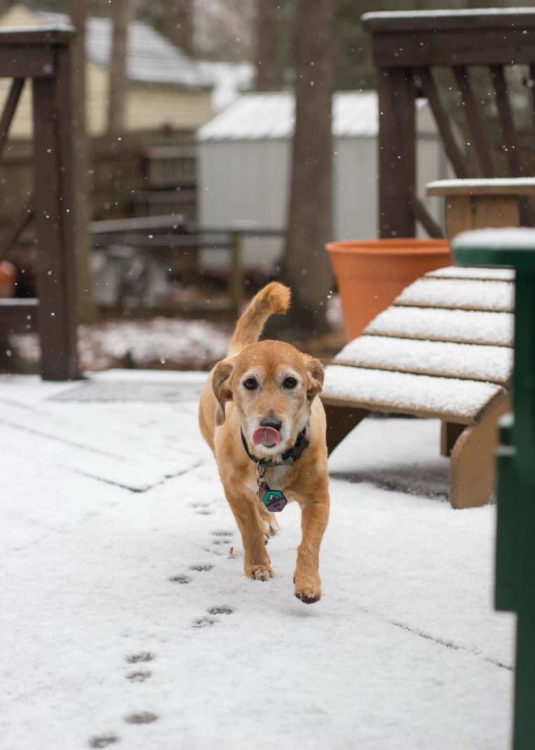 Rosie, a Basset Hound and Poodle (Small) mix tested with EmbarkVet.com