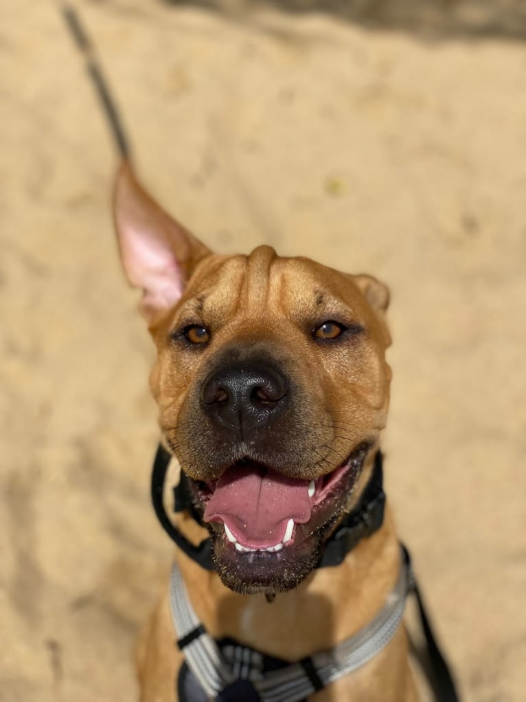 Wookie, an American Pit Bull Terrier and Bulldog mix tested with EmbarkVet.com