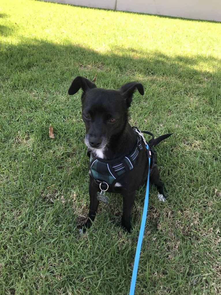 Snoopy, a Chihuahua and Poodle (Small) mix tested with EmbarkVet.com