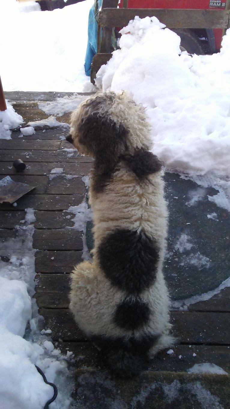 ENZO, a Poodle (Standard) tested with EmbarkVet.com