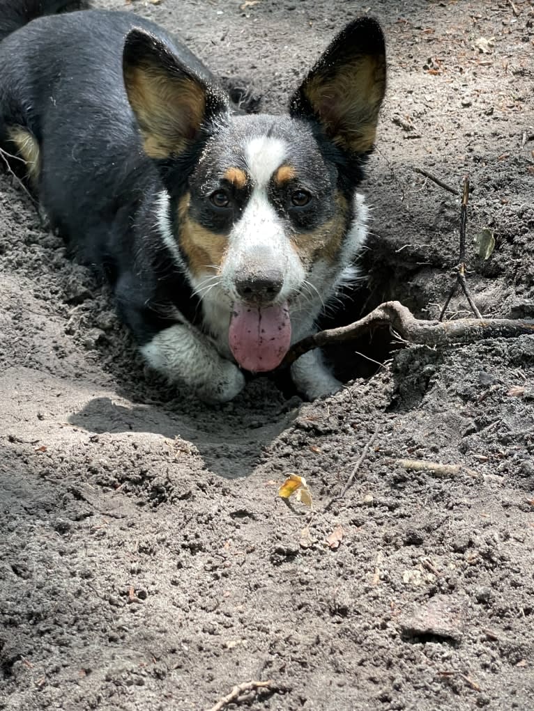 Welshjewels Idol’s Eye, a Cardigan Welsh Corgi tested with EmbarkVet.com