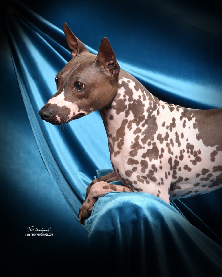 Liberty's Rewind Time, an American Hairless Terrier tested with EmbarkVet.com