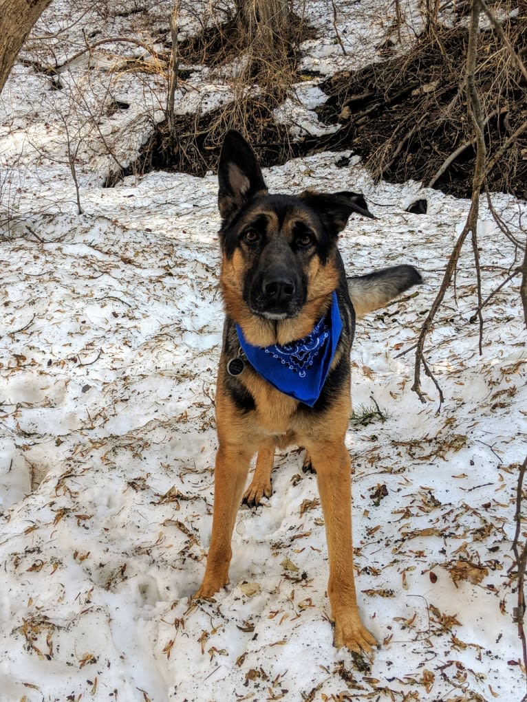 Brutus, a German Shepherd Dog and Samoyed mix tested with EmbarkVet.com