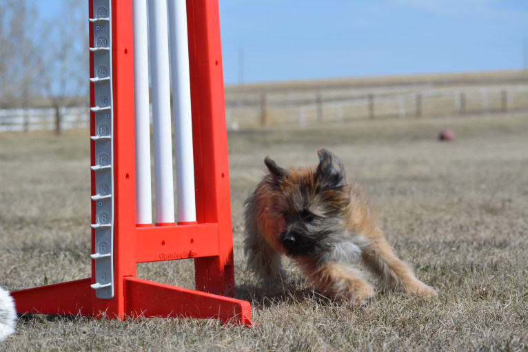 Yeti, a Pyrenean Shepherd tested with EmbarkVet.com