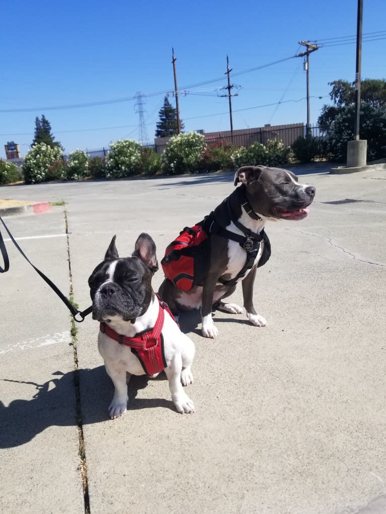 Koichi “Kohh”, a French Bulldog tested with EmbarkVet.com