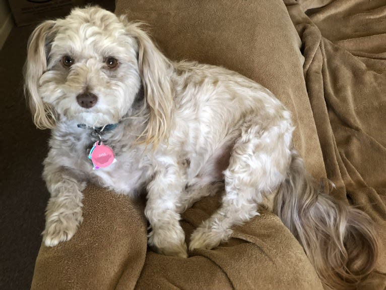 Max, a Chihuahua and Poodle (Small) mix tested with EmbarkVet.com