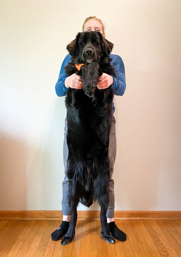 Conway, a Golden Retriever and Great Pyrenees mix tested with EmbarkVet.com