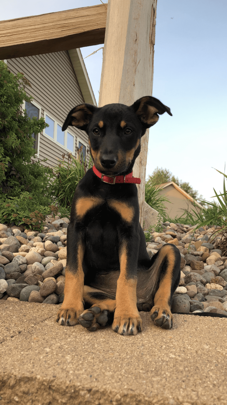 Emma, an Australian Cattle Dog and American Pit Bull Terrier mix tested with EmbarkVet.com