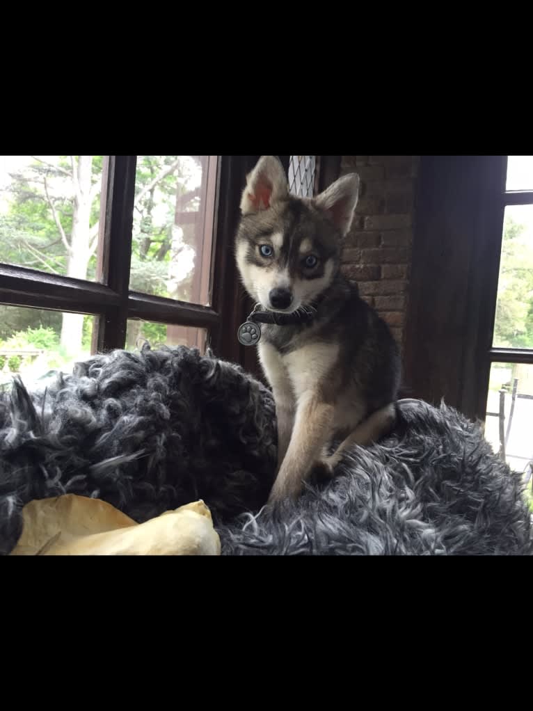 Clint, an Alaskan Klee Kai tested with EmbarkVet.com