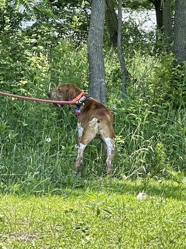 Archie, a Bracco Italiano tested with EmbarkVet.com