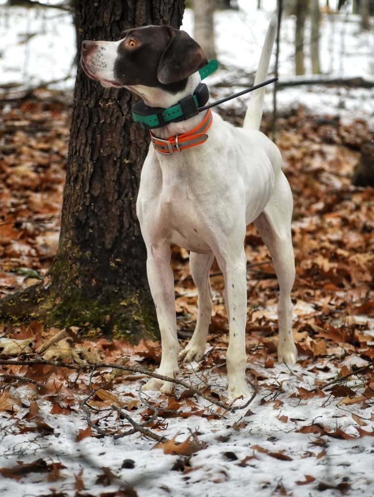 Barley, a Pointer tested with EmbarkVet.com