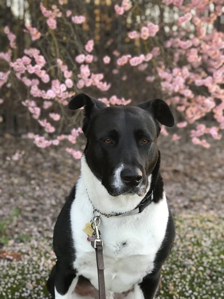 Po, an Akita and Australian Cattle Dog mix tested with EmbarkVet.com