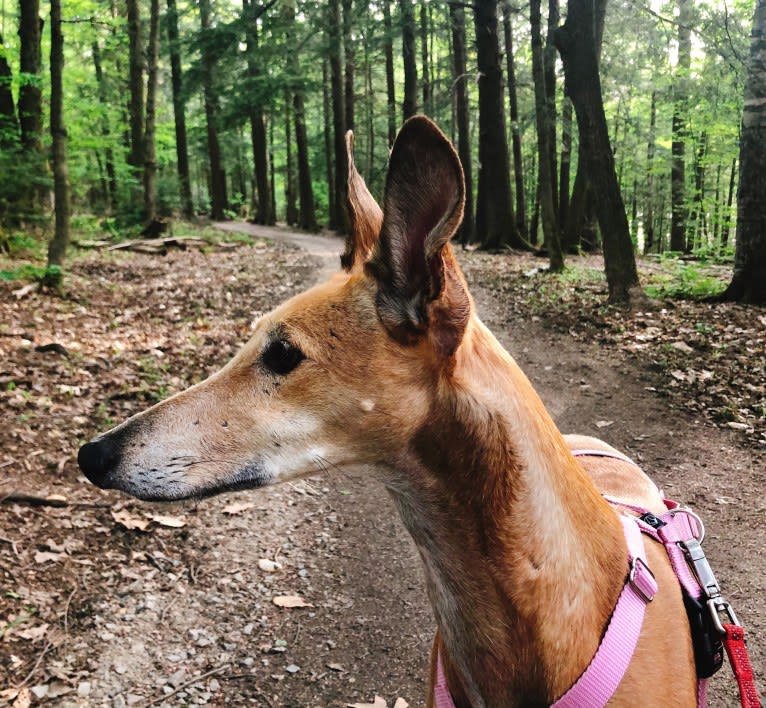 Winnie, a Spanish Galgo tested with EmbarkVet.com