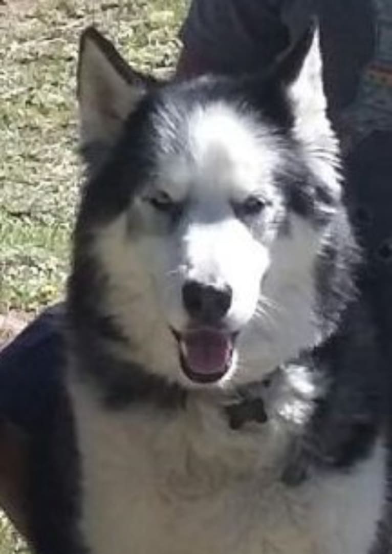 Jager, a Siberian Husky and German Shepherd Dog mix tested with EmbarkVet.com