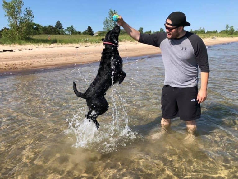 Bear, a German Shorthaired Pointer and Australian Cattle Dog mix tested with EmbarkVet.com