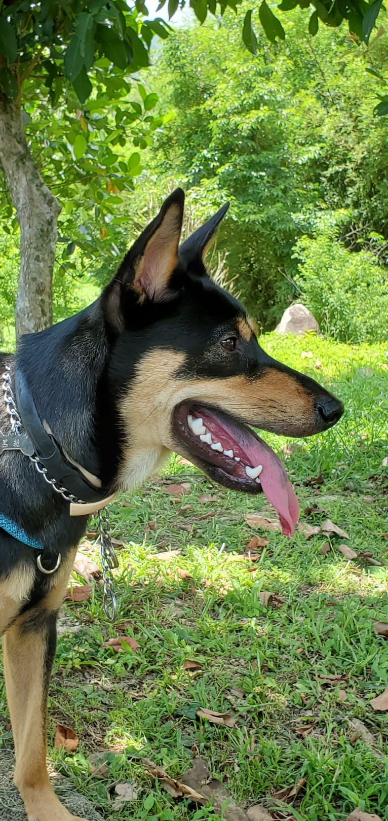 Darkar, a Hong Kong Village Dog tested with EmbarkVet.com
