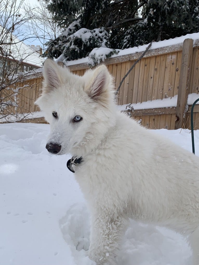 Ban, a Siberian Husky and German Shepherd Dog mix tested with EmbarkVet.com