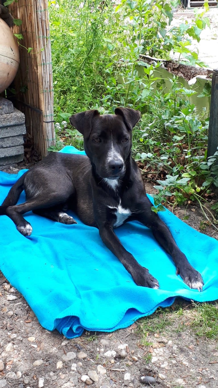 Joey, an American Pit Bull Terrier and German Shepherd Dog mix tested with EmbarkVet.com