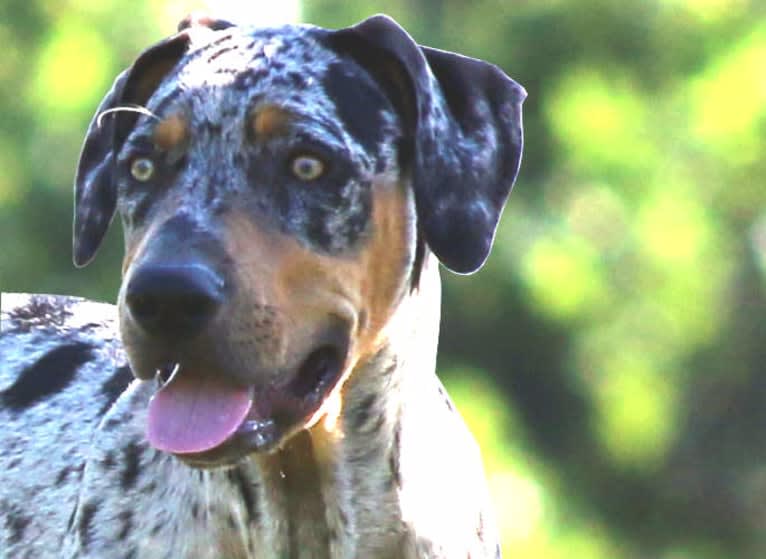 Roux, a Catahoula Leopard Dog tested with EmbarkVet.com