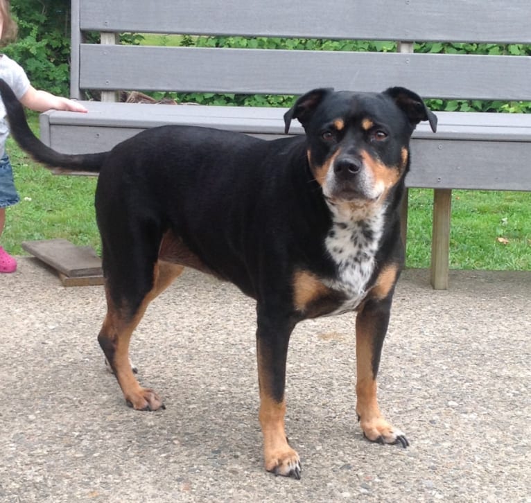 Dalmatian hot sale rottweiler mix